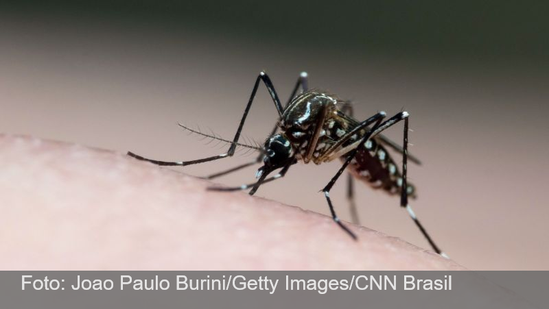 Dengue: cresce pressão para governo decretar emergência nacional em saúde