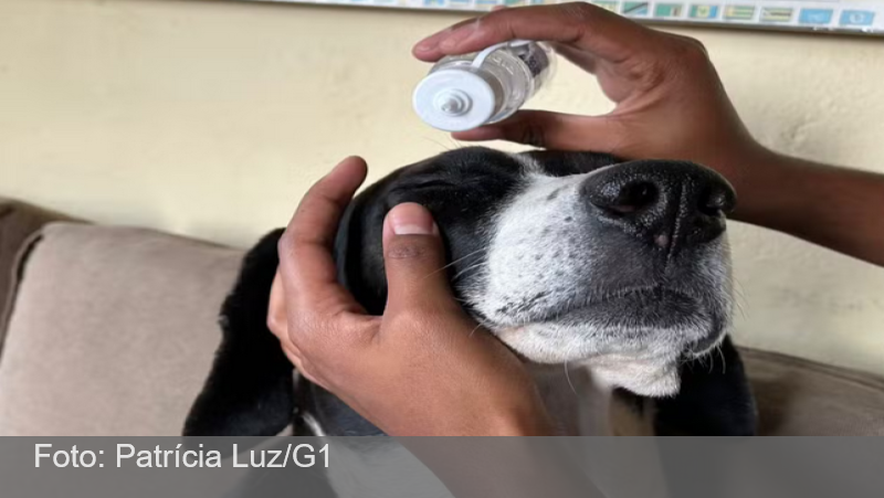 Fumaça, calor e falta de chuva: veja cuidados com os pets