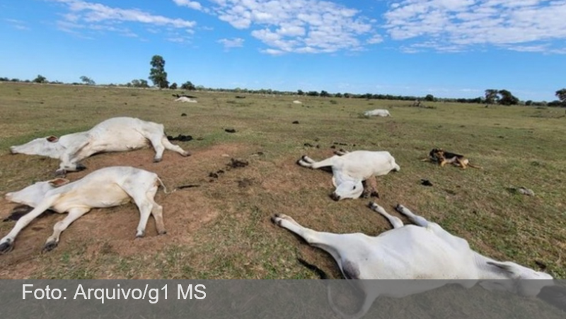 Frio extremo mata 80 bois e vacas em fazendas nos últimos dias em MS