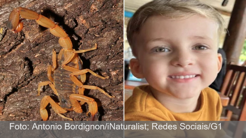 Pai vê falha em atendimento ao filho morto após picada de escorpião: ‘Gritava de dor’