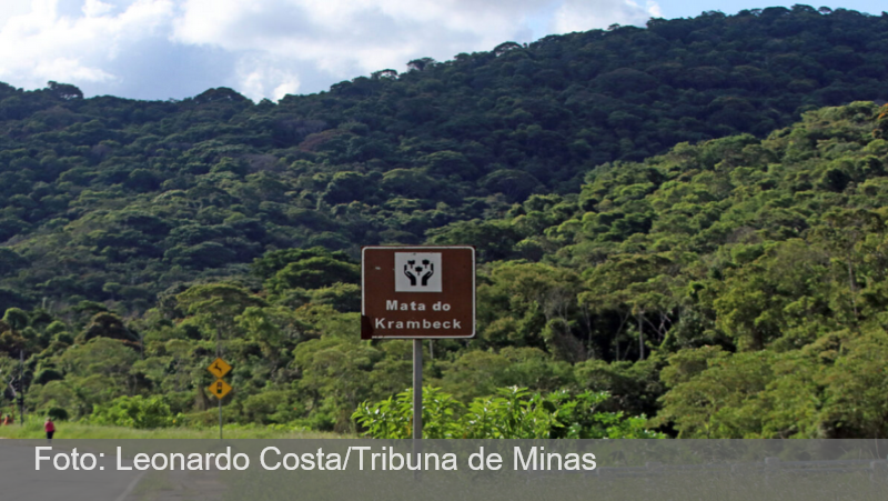 Minas Gerais é o segundo estado que mais desmata Mata Atlântica; JF perde nascentes