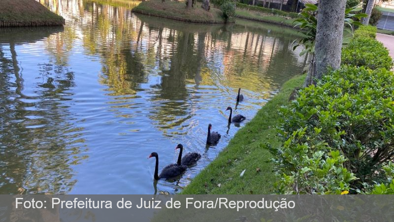 Cisnes negros retornam ao lago do Museu Mariano Procópio, em Juiz de Fora