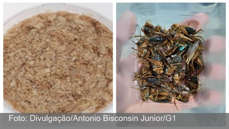 “whey protein” de grilo: cientista encontra forma mais aceitável de introduzir insetos na dieta brasileira