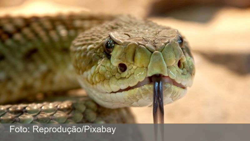 VENENO DE COBRA BRASILEIRA TEM MOLÉCULA QUE INIBE O VÍRUS DA COVID-19 EM 75%