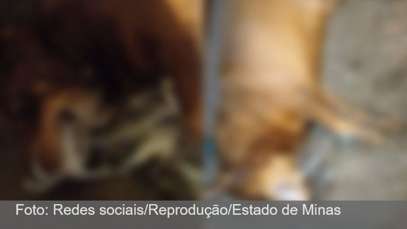 Massacre de pets pode chegar a 50 mortes e assusta cidade mineira