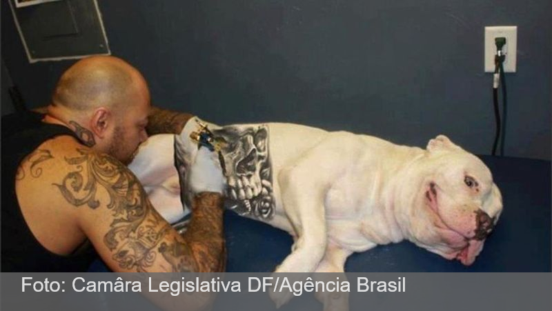 Governo sanciona lei que proíbe tatuagens e piercings em cães e gatos