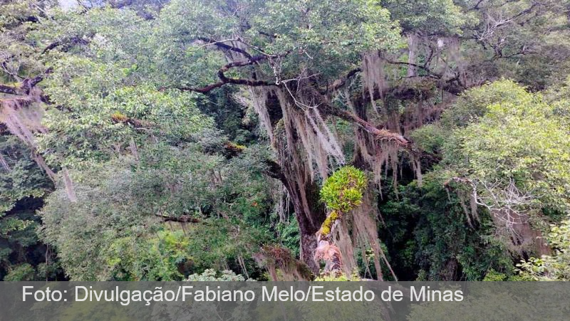 Maior jequitibá-rosa do Brasil é localizado em reserva em Minas Gerais