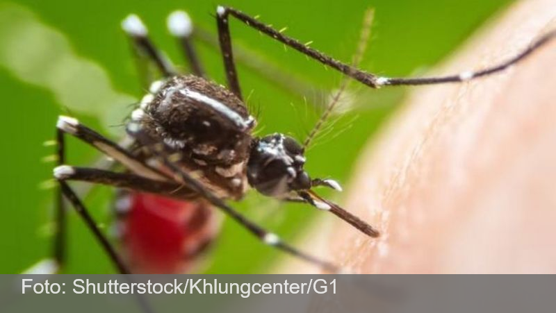 Aedes aegypti: Zona da Mata e Vertentes mantêm média de 1.350 casos prováveis de dengue em 2022