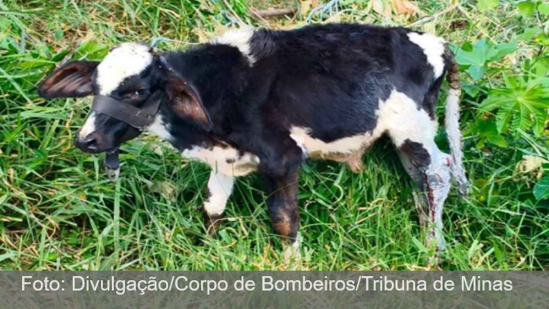 Idoso é suspeito de agredir bezerro até sangrar e é multado em R$ 2 mil em Andrelândia