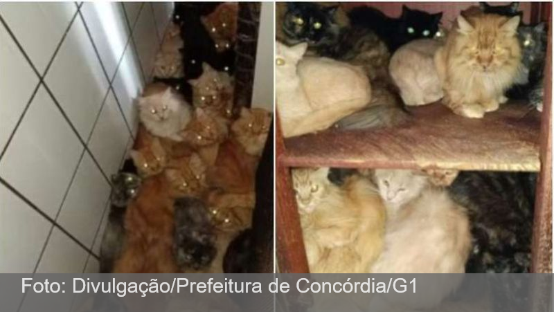 Mais de 400 gatos são encontrados em situação precária em apartamento de Santa Catarina