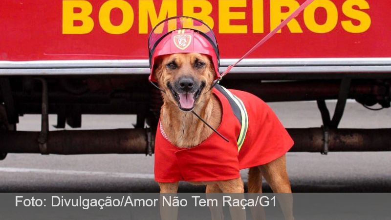 FOTOS: Cães se ‘transformam’ em bombeiros militares para campanha de adoção de animais em Juiz de Fora