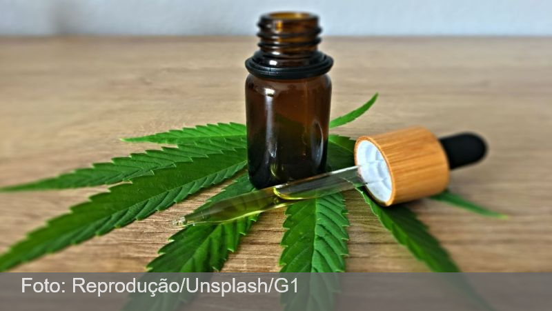 Anvisa apresenta proposta para regulamentar produção de cannabis medicinal no Brasil