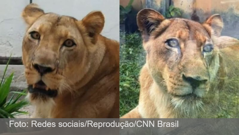 Leoa atacou jovem pelo pescoço, mas não comeu corpo, diz laudo do IML