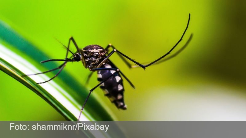 Mais de 70% dos municípios de MG estão em alerta ou risco por dengue, chikungunya e zika; saiba como evitar