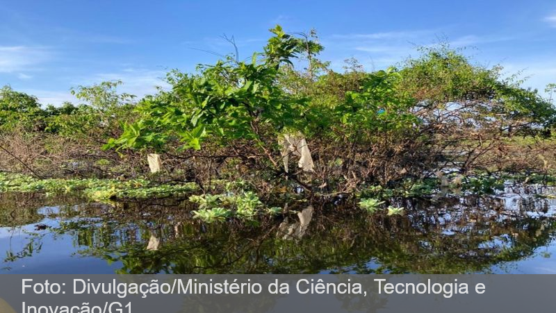 Governo Federal não fiscaliza descarte irregular de plástico em rios do Amazonas desde 2020