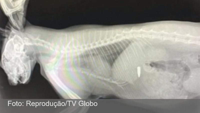 Gata é atingida por bala perdida na boca durante megaoperação no Rio e engole projétil