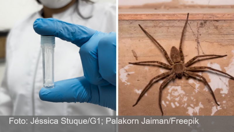 Veneno da aranha armadeira tem efeito promissor em tratamento contra câncer cerebral e de mama, aponta estudo da Unicamp