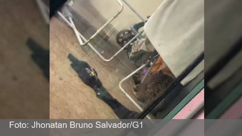 Onça é encontrada embaixo de varal de roupas em casa de Foz do Iguaçu