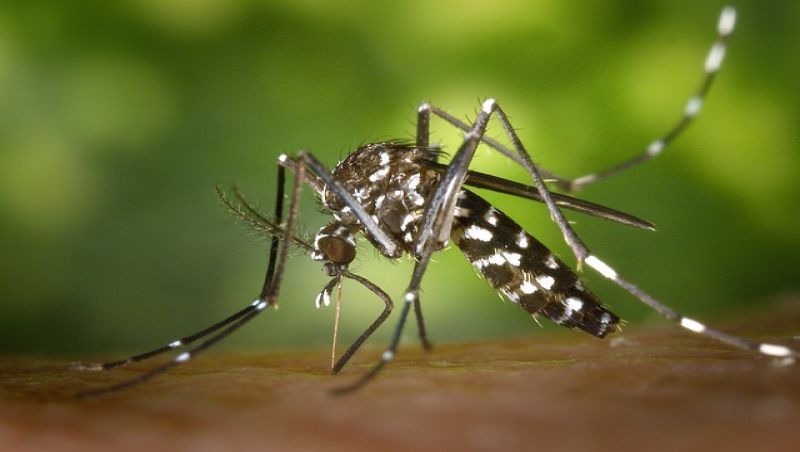 Brasil tem mais de 6,5 milhões de casos prováveis de dengue este ano