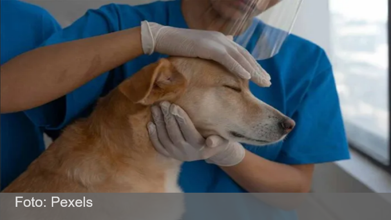 Juiz de Fora faz menos de 2 mil castrações em 2025, e tutores reclamam de demora na fila