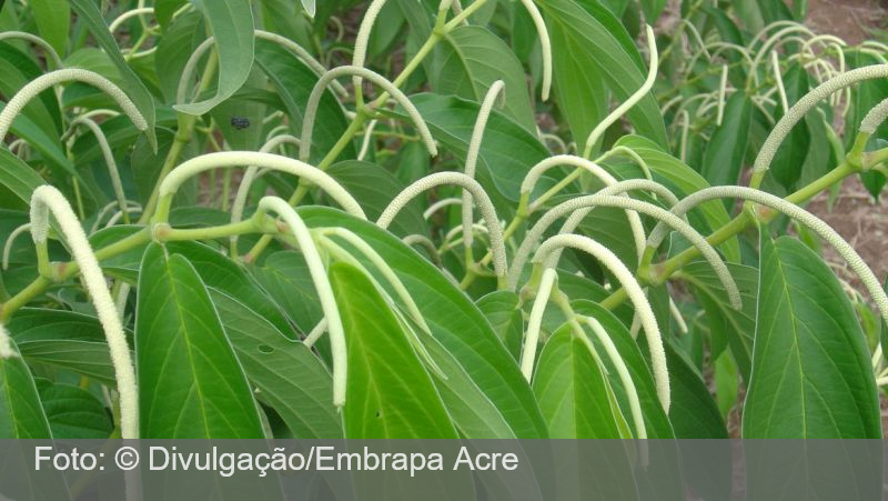 Embrapa: planta amazônica ajuda a combater pragas agrícolas