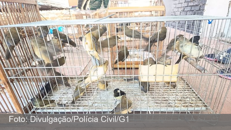 Mais de 150 aves silvestres são apreendidas em Juiz de Fora e região
