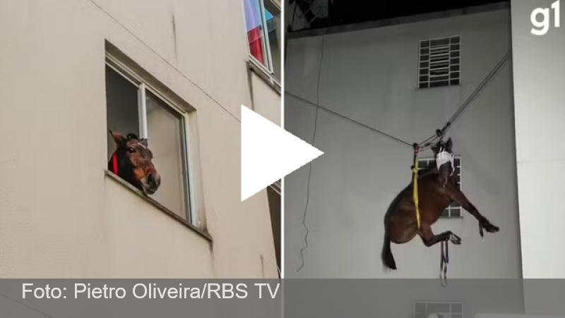 VÍDEO: Bombeiros resgatam égua que estava há 10 dias em 3º andar de prédio em São Leopoldo, RS
