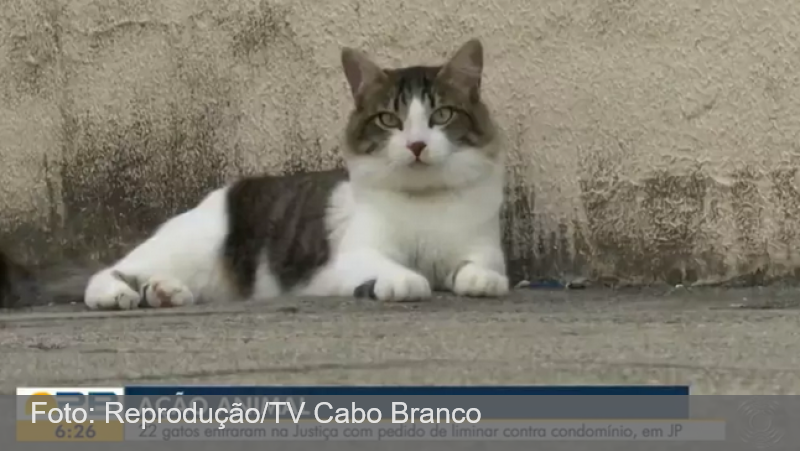 Mais de 20 gatos entram na Justiça contra condomínio na Paraíba