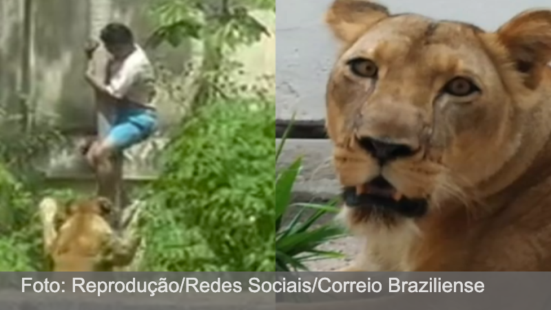 Parque descarta eutanásia e diz que leoa está saudável após morte em João Pessoa