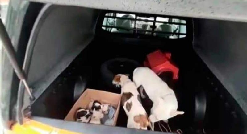 PCMG resgata dez cães em situação de maus-tratos em Juiz de Fora