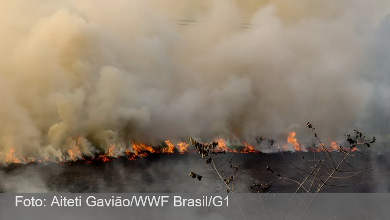 Em uma semana, queimadas na Amazônia superam todo o mês de setembro de 2021