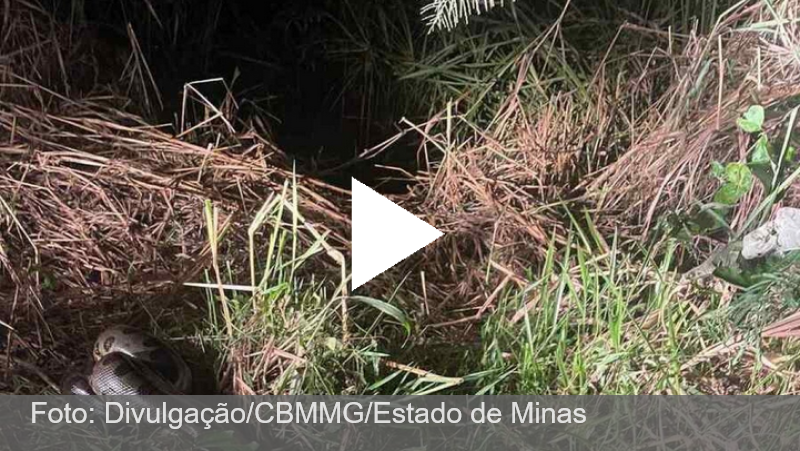 Sucuri de 4 metros é capturada em freezer no interior de Minas; veja vídeo