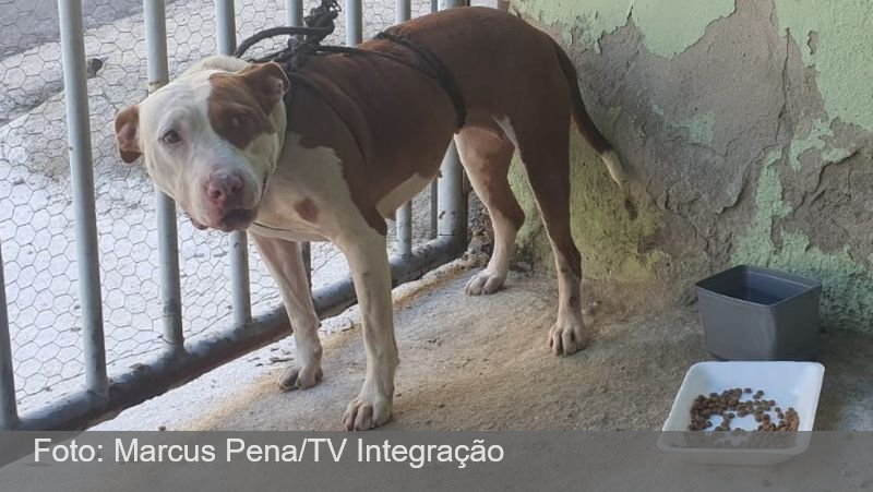 Após invadir casa e atacar cadela, pitbull permanece amarrado em garagem em Juiz de Fora