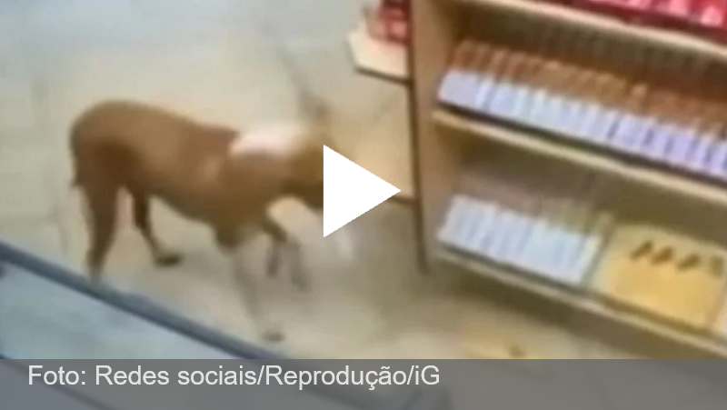 Vídeo: cachorro caramelo é flagrado “furtando” três lojas em cidade de SP