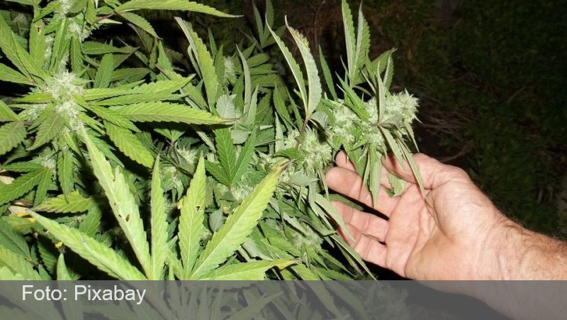 Cannabis pode impedir que humanos tenham COVID, diz estudo