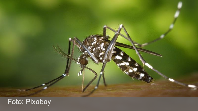 Brasil tem mais de 6,5 milhões de casos prováveis de dengue este ano