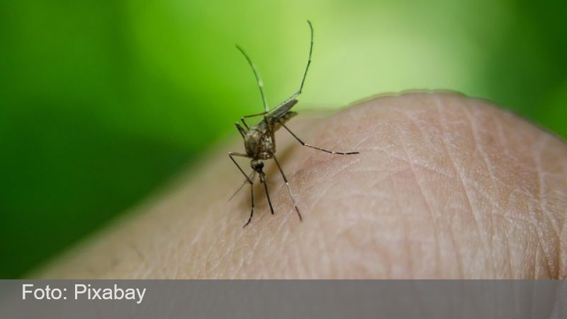 JF ultrapassa seis mil notificações de dengue durante 2024