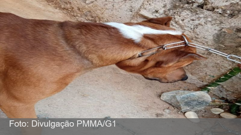 Homem é detido e multado em R$ 20 mil por maus-tratos a cavalos no