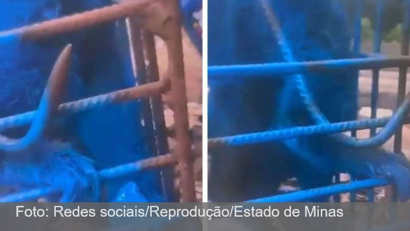 Homem que pintou macaco de azul em MG é multado em mais de R$ 17 mil