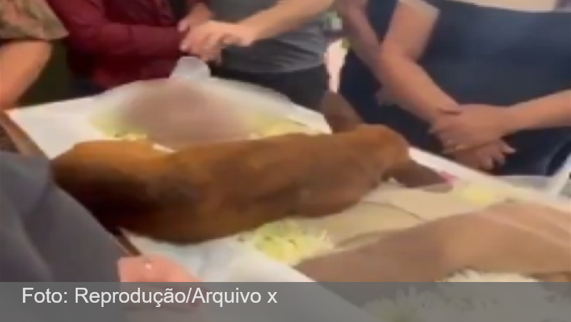 MG: Cachorro caramelo percorre 12km até enterro do dono para se despedir