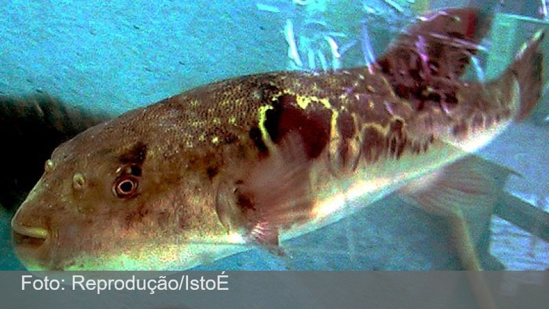 Espírito Santo investiga caso de morte por toxina de peixe baiacu; entenda os riscos