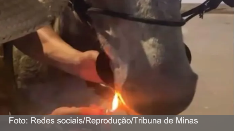 Jovens são multados em R$ 1,7 mil após colocarem cigarro na boca de mula e publicarem vídeo na internet