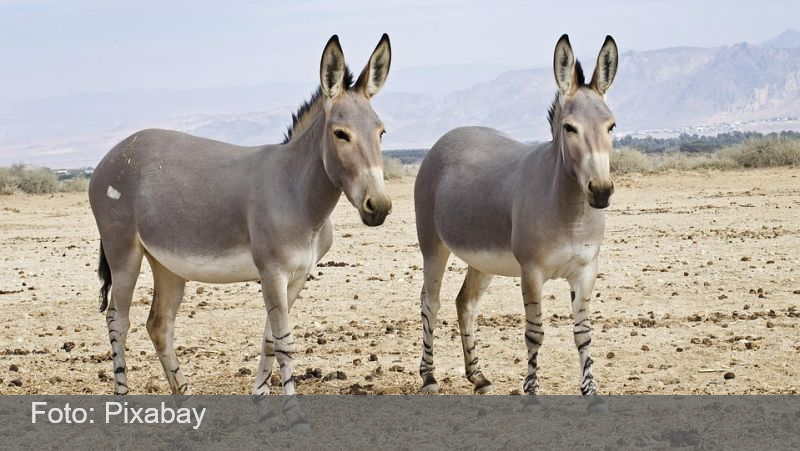 Jumento brasileiro pode entrar em extinção até 2030 com abate para exportação para China, alerta pesquisador