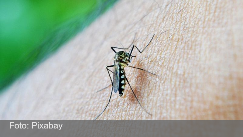 Casos de dengue em Juiz de Fora caem 99% em comparação aos dois últimos anos