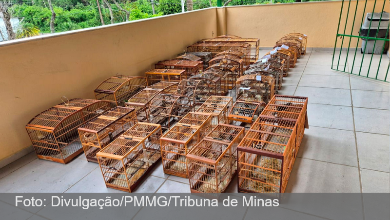 41 pássaros silvestres são apreendidos e homem é multado em R$ 147,6 mil na Zona Norte de Juiz de Fora