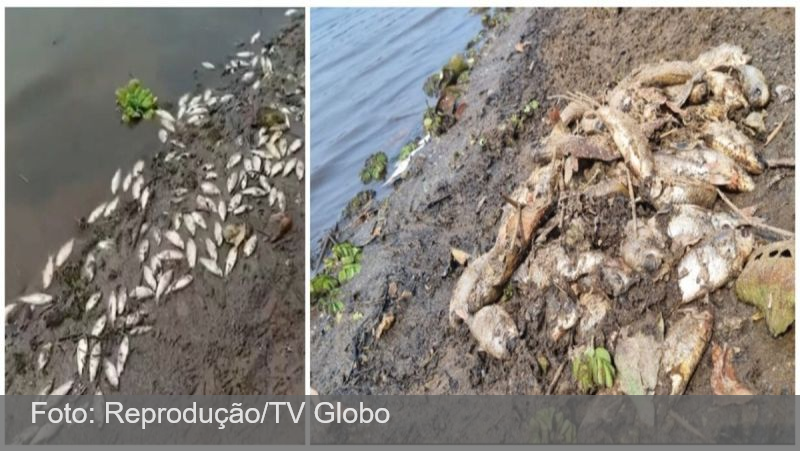 Governo de São Paulo apura se calor está matando peixes na Represa Billings