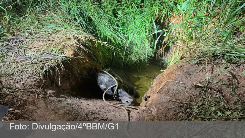 VÍDEO: Cavalo é resgatado por bombeiros após cair em buraco com água em Juiz de Fora