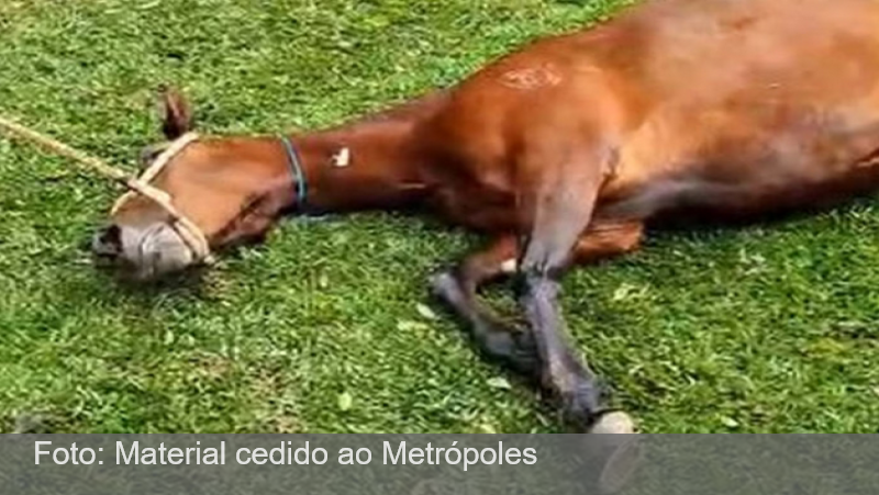 Ração contaminada já matou ao menos 290 cavalos em SP, dizem criadores