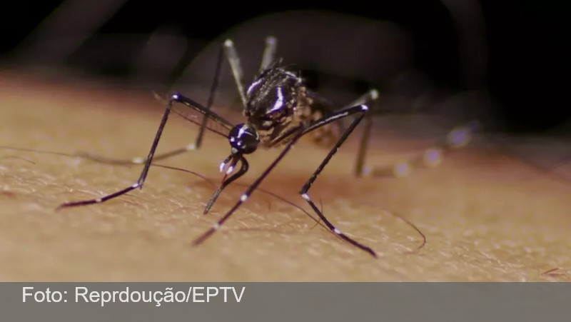 Aedes aegypti: Zona da Mata e Vertentes chegam a 1.300 casos prováveis de dengue em 2022