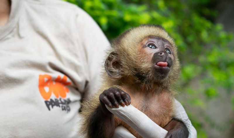 Espécie em risco, macaco-prego-do-peito-amarelo nasce no Bioparque-Rio